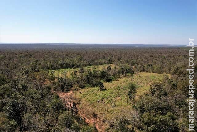 Fábrica de celulose terá corredor com 5 mil hectares de vegetação nativa em MS