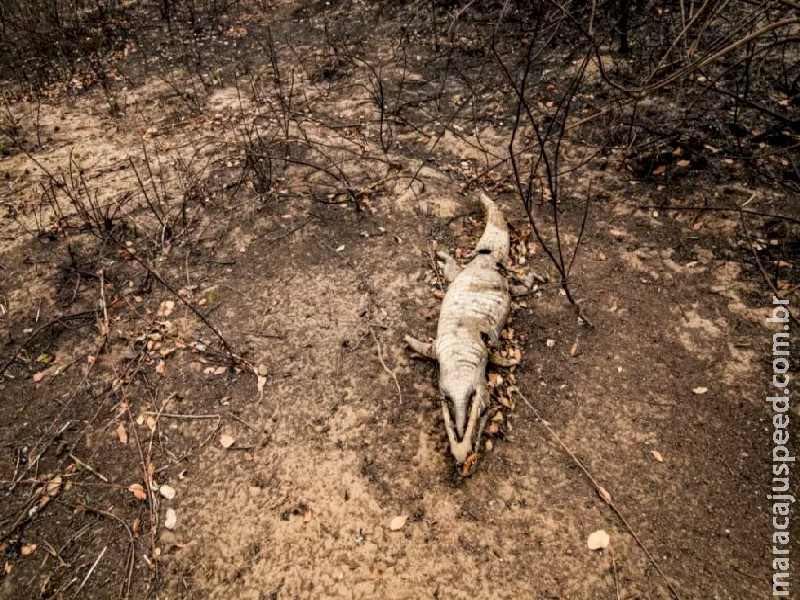 Imagens retratam morte e paisagem aniquilada em estrada pantaneira por onde fogo passou