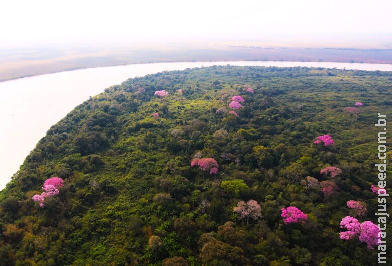 Pantanal Sul-mato-grossense se revela um gigante cheio de vida