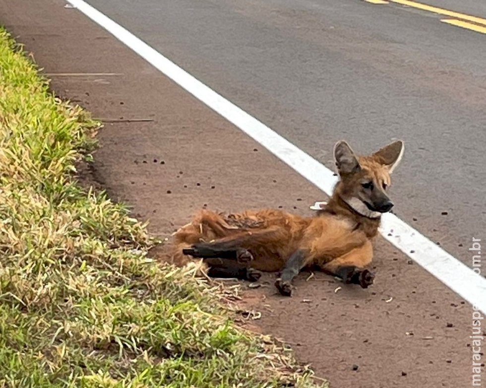 PMA resgata lobo-guará atropelado em Sidrolândia