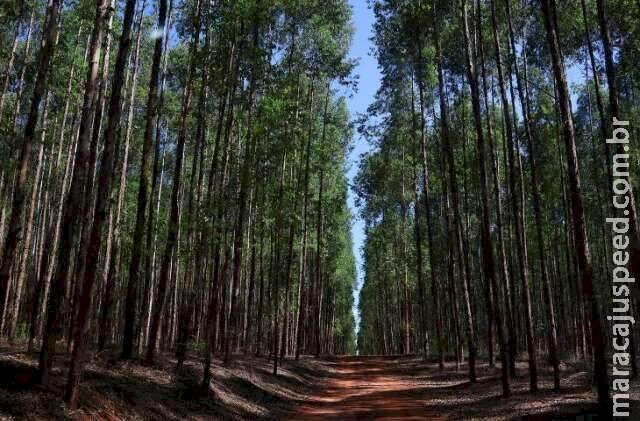 Projeto florestal de R$ 282 milhões vai começar em Mato Grosso do Sul