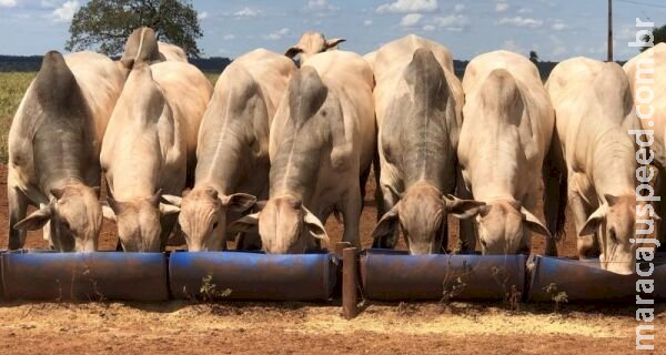 Sinergia entre agricultores e pecuaristas movimenta Mato Grosso do Sul