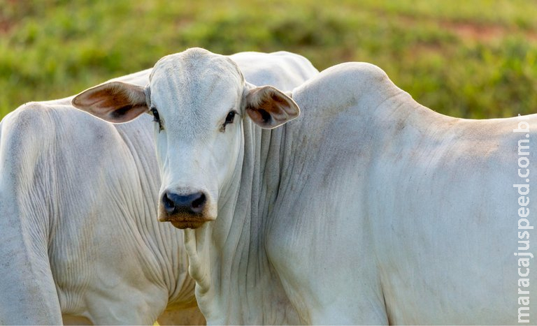 Abertura de mercado na Turquia para exportação de heparina bovina