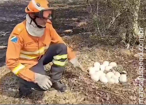 Bombeiros encontram ovos de ema intactos em cenário devastado pelo fogo