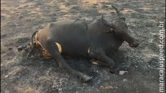 Incêndio de grandes proporções destrói pasto e mata vaca em fazendas de Alcinópolis