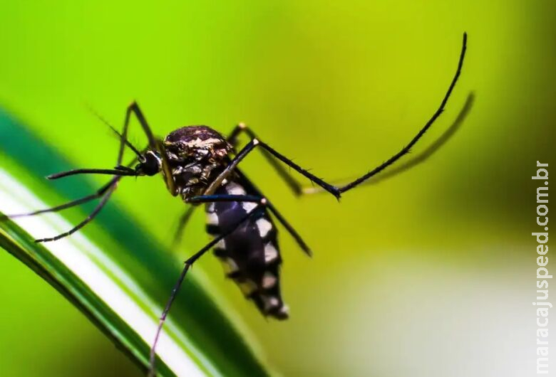 Queda de casos de dengue no Brasil deve se manter até fim de novembro