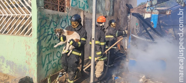 Cão é resgatado de incêndio que destruiu residência em Corumbá