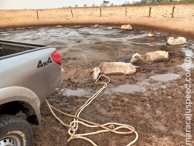 Com seca histórica, gados morrem atolados a procura de água no Pantanal