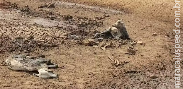 Fazendeiro que deixou gado agonizar em MS até a morte por falta de água é reincidente por maus-tratos