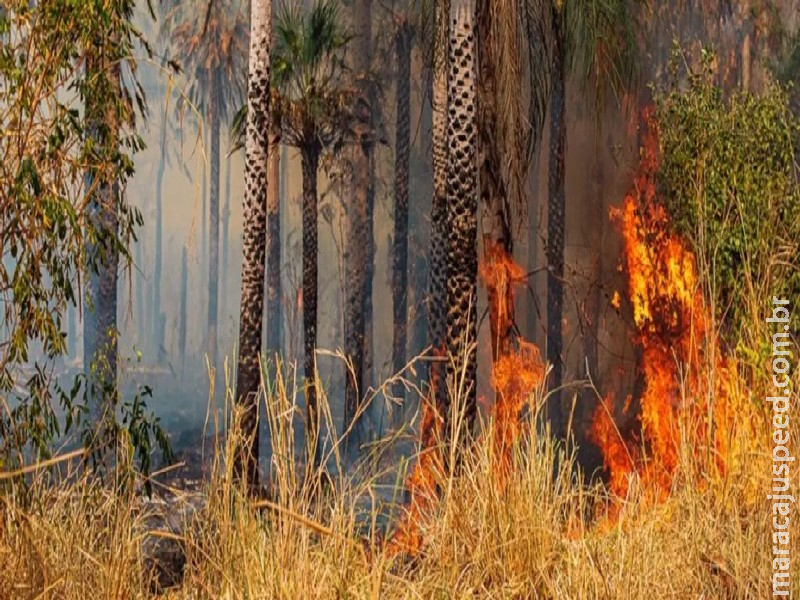 Fazendeiros são multados em R$ 100 milhões por incêndio de 333 mil hectares no Pantanal