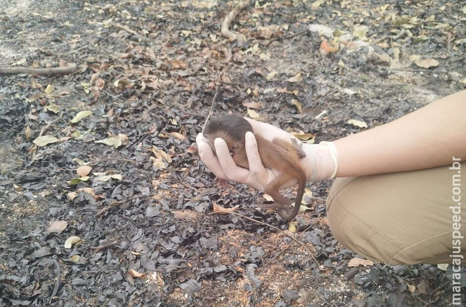 Filhote de macaco-prego é salvo em meio as cinzas de incêndios no Pantanal de Miranda