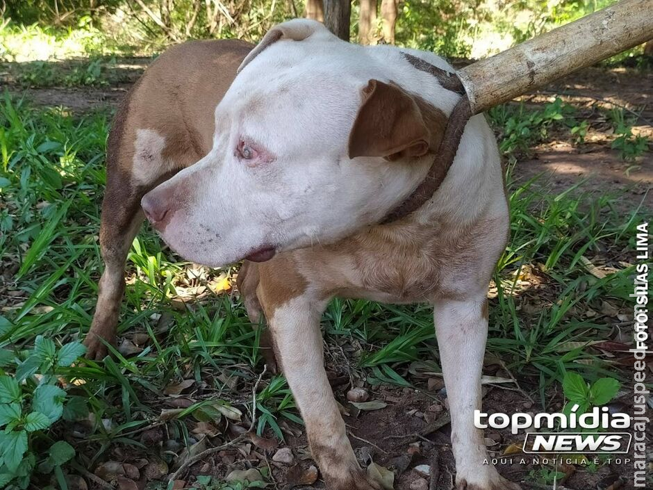 Idosa é arrastada por pitbull, que mata pinscher e deixa outro ferido em Costa Rica