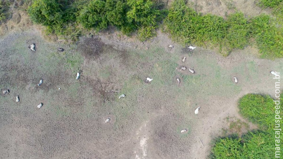 Número de bovinos mortos em fazenda abandonada de MS chega a 268