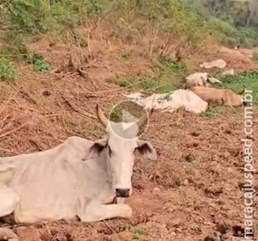 PMA usa drones para mapear fazenda onde bois foram encontrados mortos