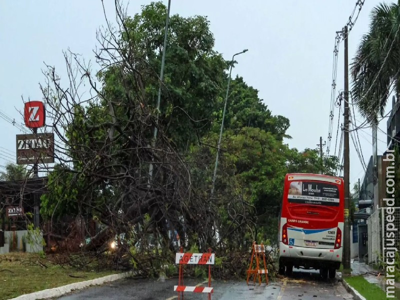 Árvore de grande porte cai e interdita parte da Avenida Rubens Gil de Camilo