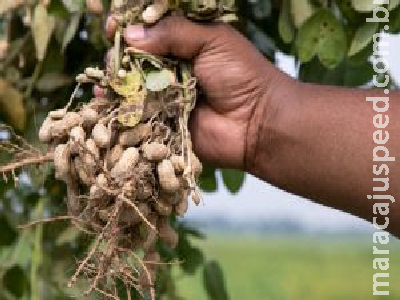 Cultivo de amendoim ganha eficiência com precisão no monitoramento