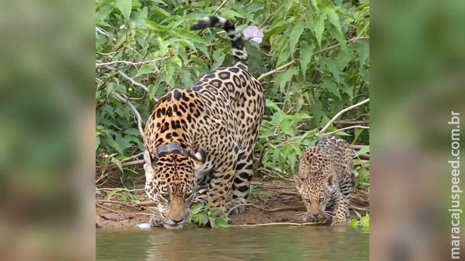 Onças são flagradas em momento refrescante enquanto bebem água em rio em Miranda