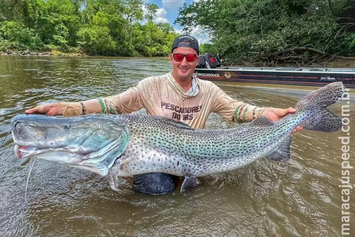 Pescador fisga dois pintados gigantes no rio Dourados, em Fátima do Sul