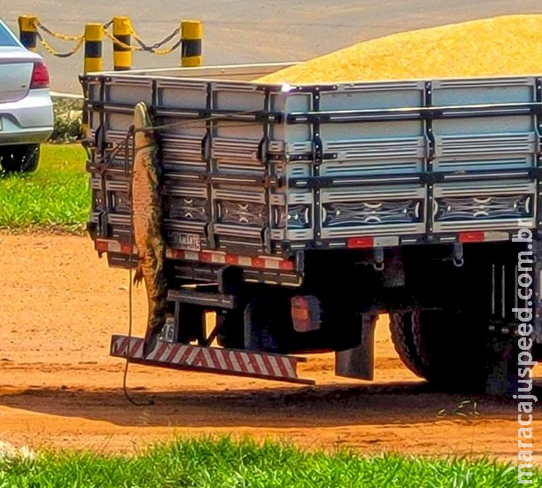 Polícia Militar Ambiental multa homem por maus-tratos a jacaré