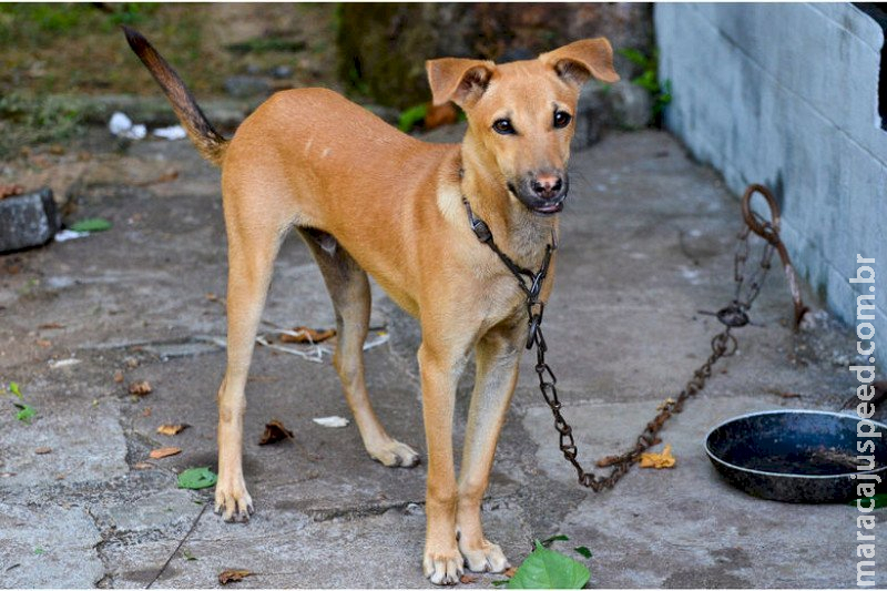 Projeto de vereador de Dourados fixa multa de até R$ 3 mil para quem deixar cão e gato preso