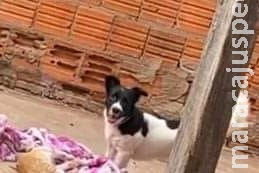 Você viu o Tuky? Moradora procura por cachorro que desapareceu no Mário Covas