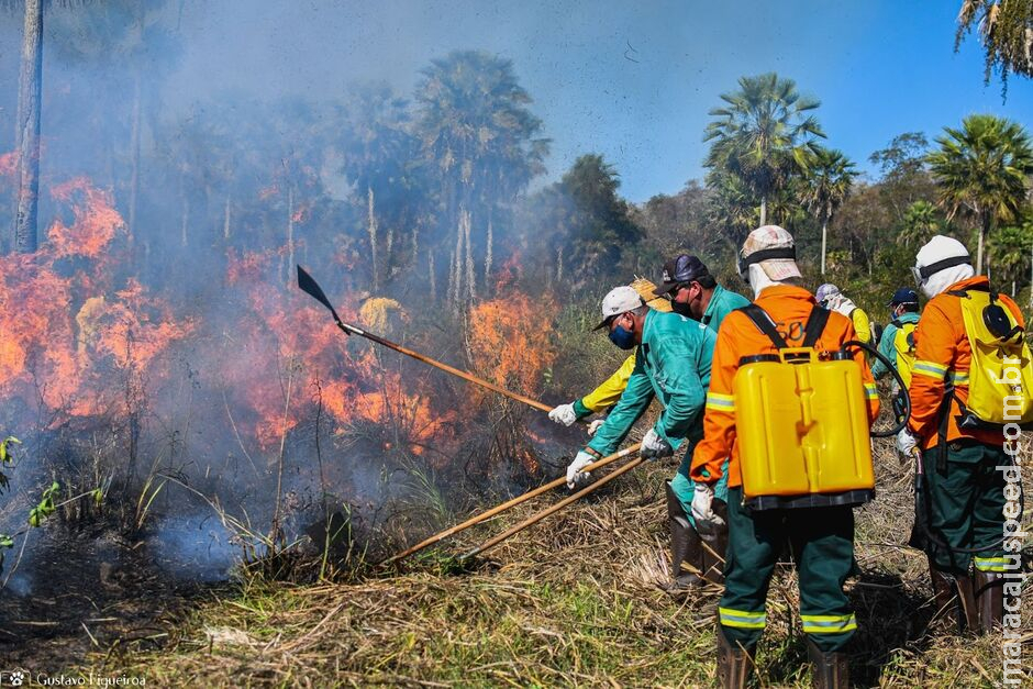 Cheias mais curtas e perda de vegetação fazem Pantanal enfrentar pior seca da história