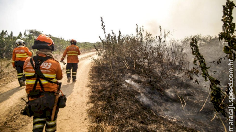 Fogo destruiu 20,8% do Pantanal de MS entre janeiro e 4 de novembro de 2024