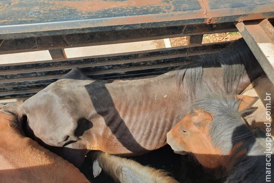 Mais de 70 cavalos são resgatados 