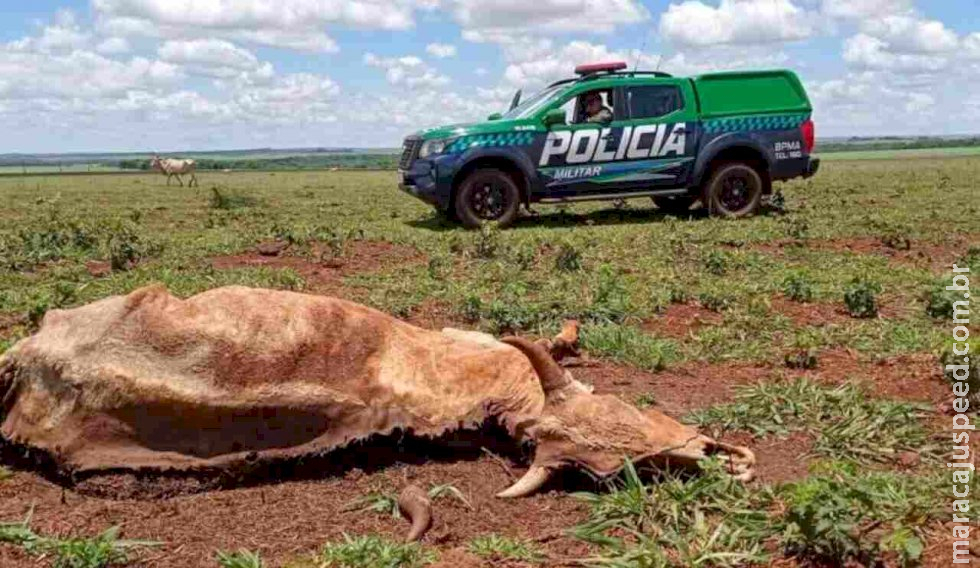 Pecuarista de Dourados é multado em mais de R$ 15 mil por deixar gado morrer de fome