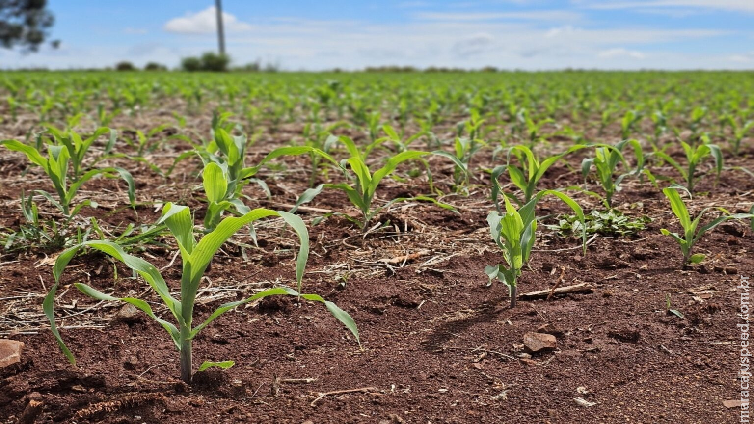 Ano de seca extrema derruba em 23% valor da produção agropecuária de MS