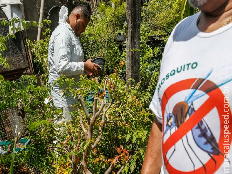 Brasil tem mais de 6,5 milhões de casos prováveis de dengue este ano