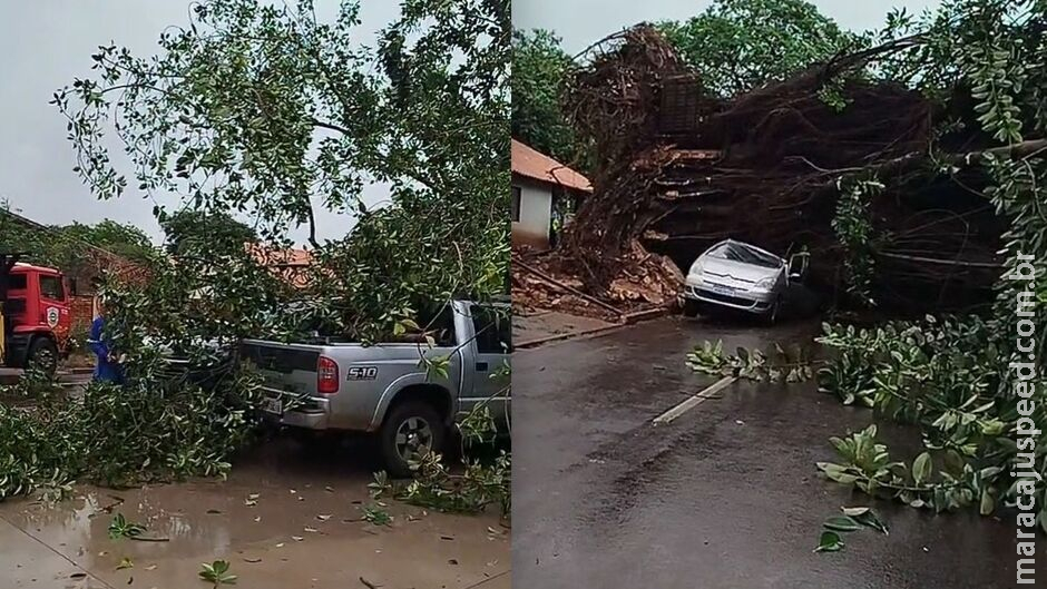 Figueira histórica cai em cima de carro em Dourados