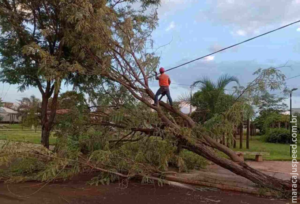 Chuva com ventos fortes derruba árvores e causa estragos em Dourados