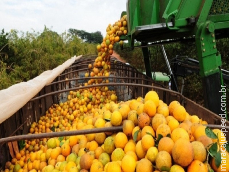 Considerado novo polo da produção de frutas cítricas, MS tem incentivos e cursos gratuitos para o setor