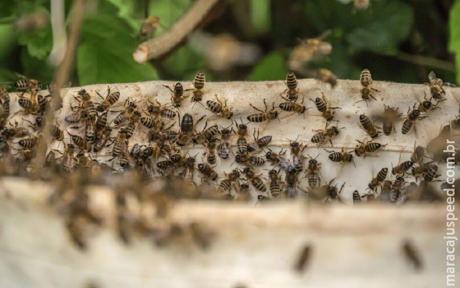 Criança picada por mais de mil abelhas recebe alta