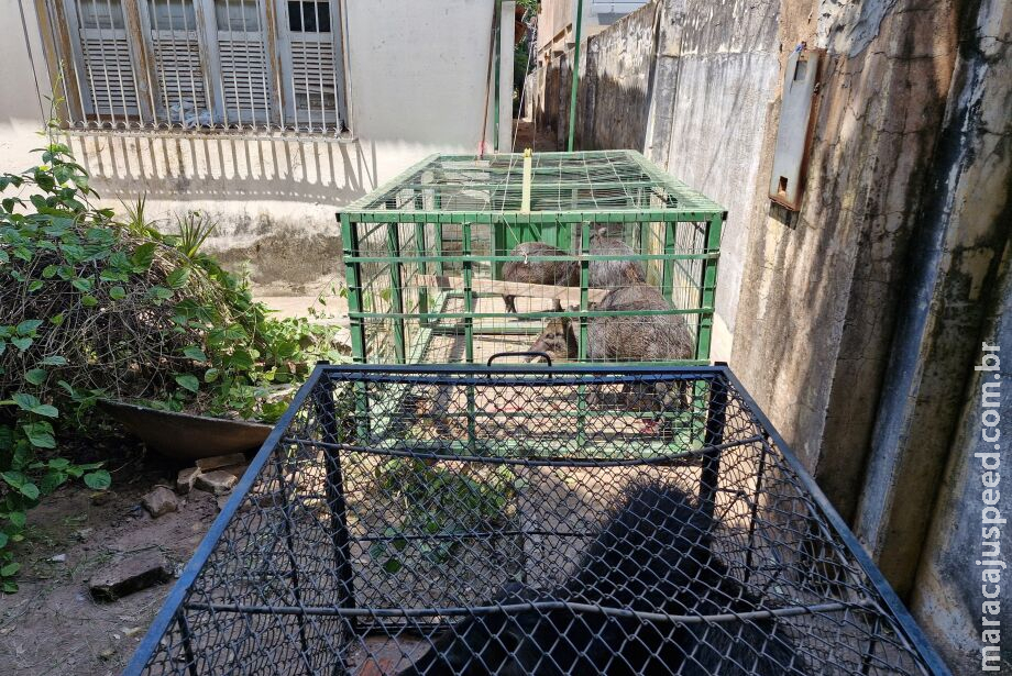 PMA captura sete queixadas que invadiram quintal no centro de Aquidauana