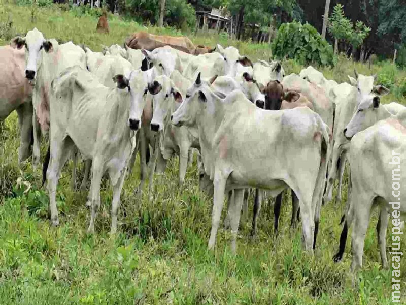 Trio é preso por roubo de 83 cabeças de gado na fronteira com Bela Vista