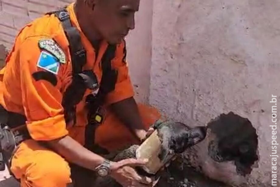 Cachorro prende pescoço em cano e é levado até quartel dos bombeiros para retirar objeto