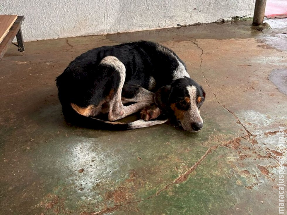 Cão é encontrado desnutrido e ferido na rua; dono é preso por maus-tratos