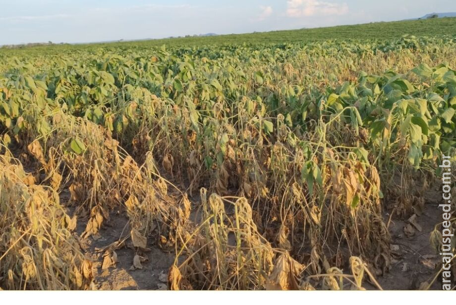 Chuva escassa pode levar MS a perder 47 milhões de sacas de soja