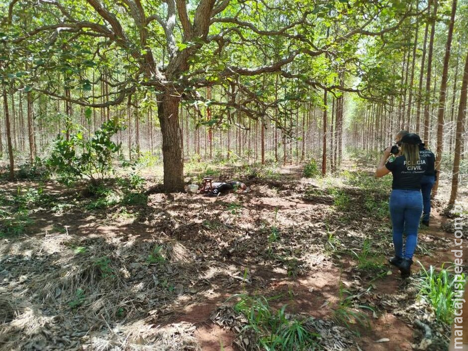 Corpo em decomposição é encontrado em plantação de eucalipto em Três Lagoas