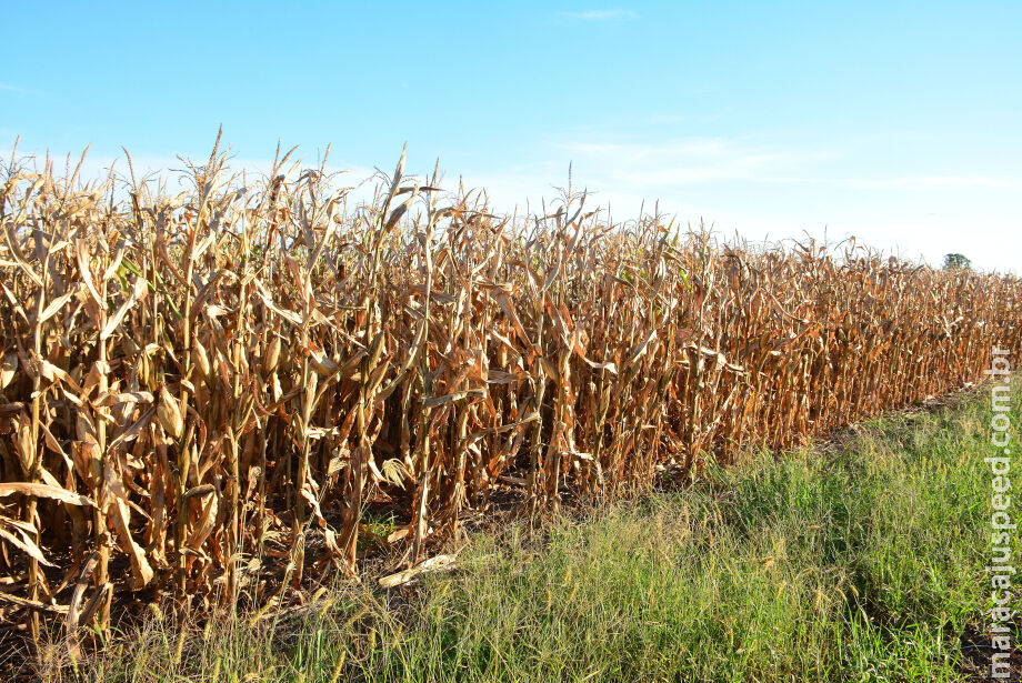 Governo de MS anuncia incentivo de R$ 14,4 milhões ao agronegócio