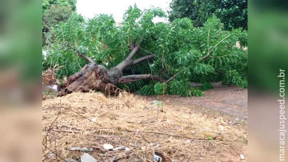 Idoso morre ao ser atingido por árvore durante corte em Campo Grande