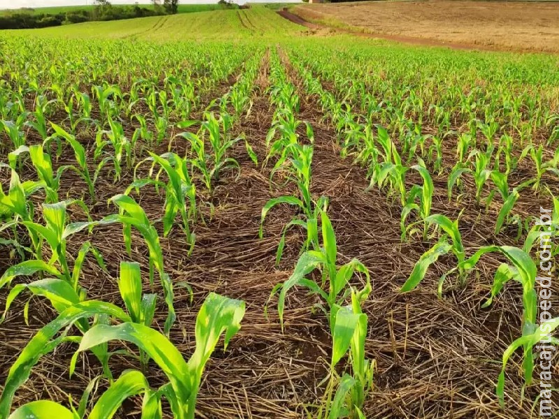 Preço do milho dispara e barra deflação dos alimentos