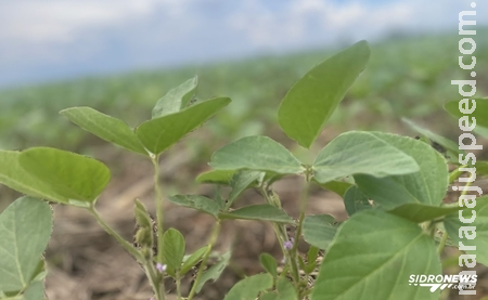 Soja: Pressão externa e seca reduzem produção no Brasil, mas preços reagem